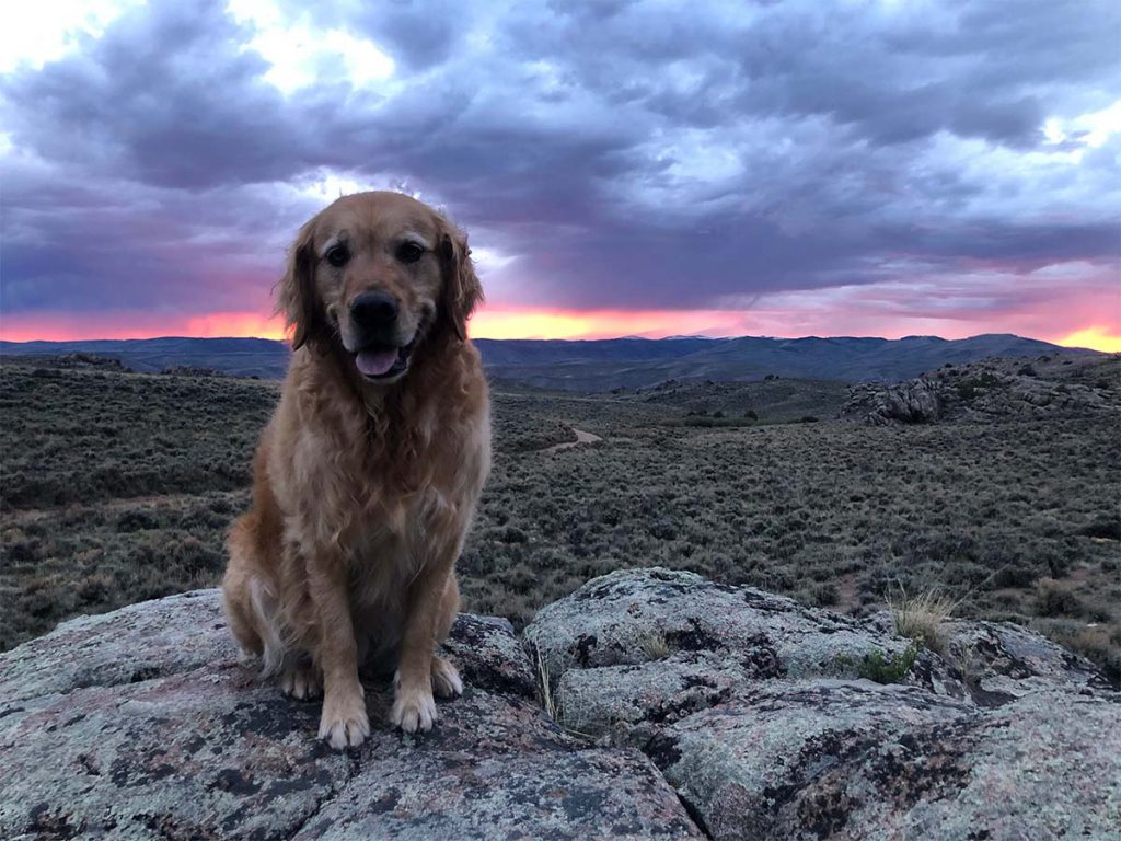 Cooper on rock with sunset in background