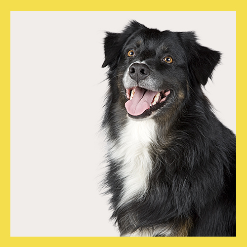 Close up shot of black and white dog