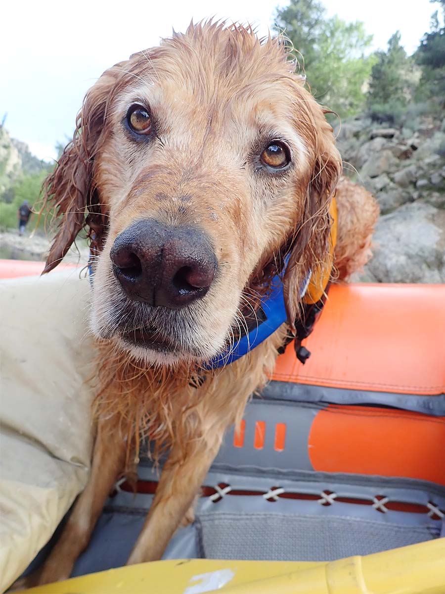 Close up of Cooper on the raft