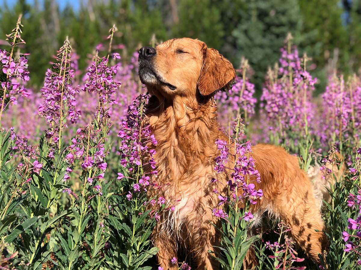 Cooper dog standing in purple wildflowers with his eyes closed