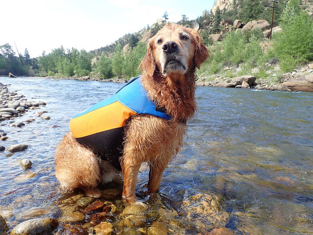 Cooper dog sitting in river with life jacket on