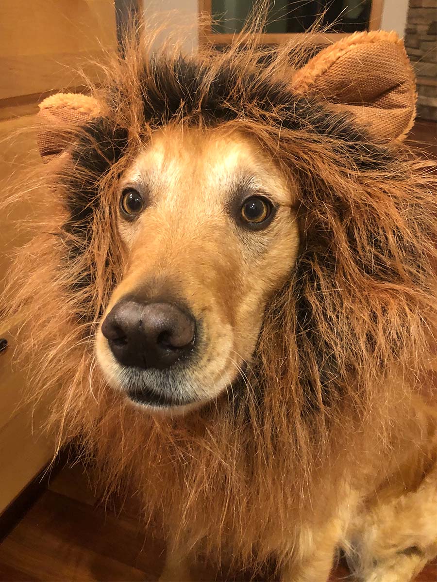 cooper_lion