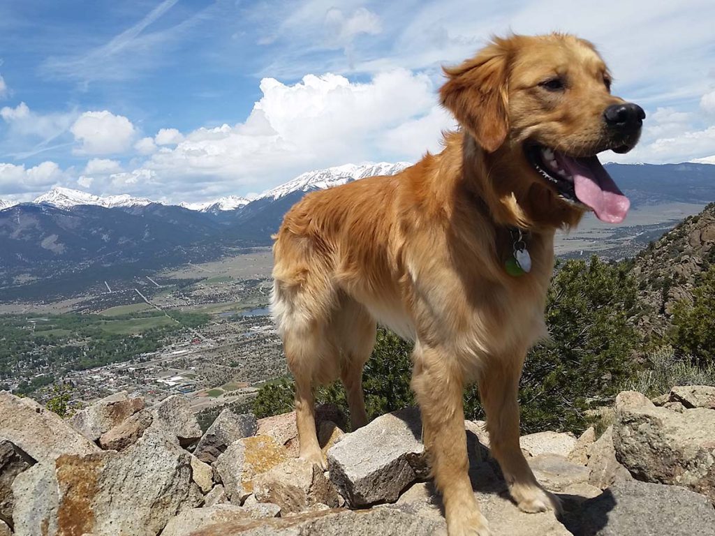 Cooper on top if Midland Hill in Buena Vista, Colorado