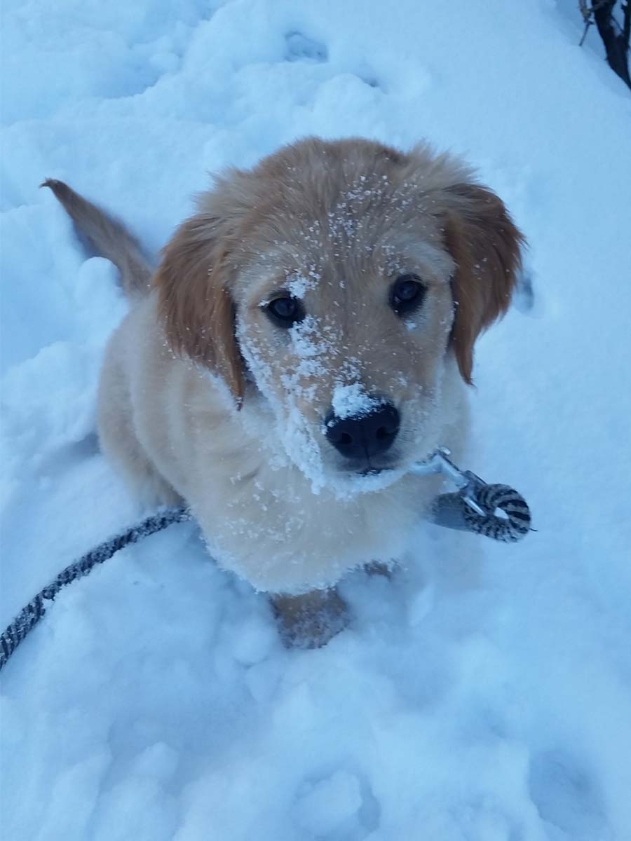 Cooper as a pup in the snow