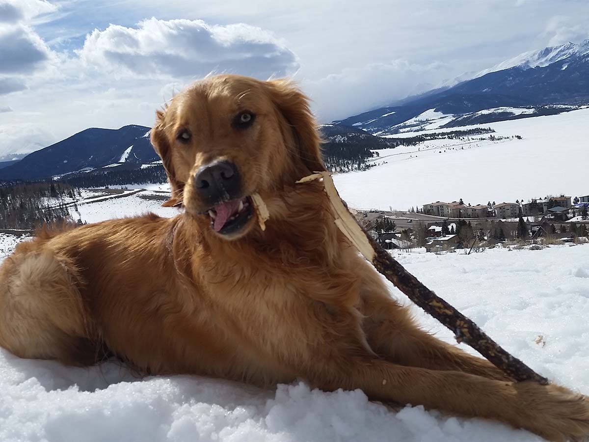 Cooper dog chewing on a stick in the snow