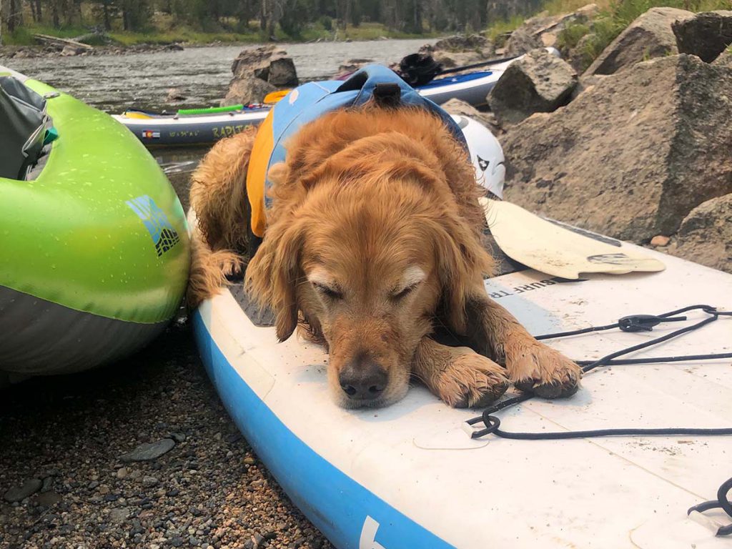 Cooper dog sleeping on a stand up paddle board